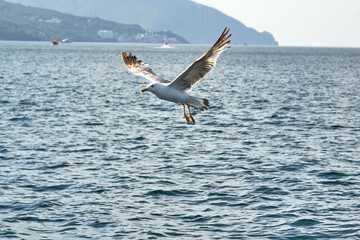 Fototapeta na wymiar Beautiful white seagull, spreading its wings, flies over the surface of the sea against the background of mountains. The flight of a bird over the water in the rays of sunlight