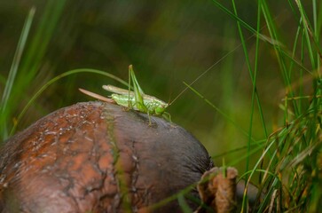 Green grasshopper sits in the greenery.