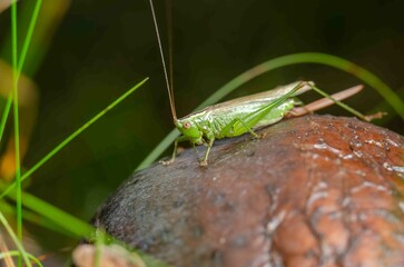 Green grasshopper sits in the greenery.
