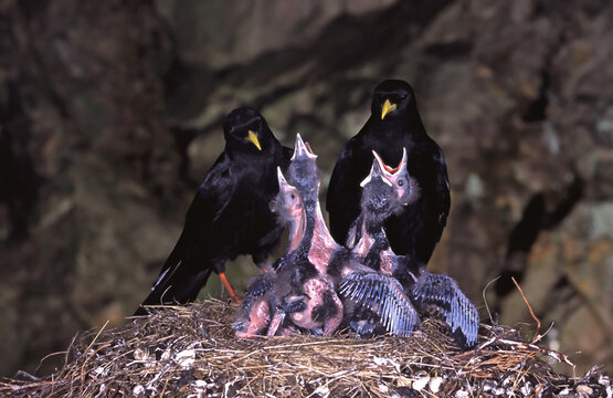 Gracchio alpino Pyrrhocorax graculus, Alpine chough	