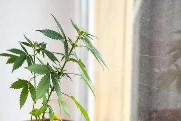 Marijuana in a pot on the windowsill. Home cultivation of medical cannabis.