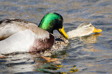 Pair of Mallard Ducks Mating on the Water
