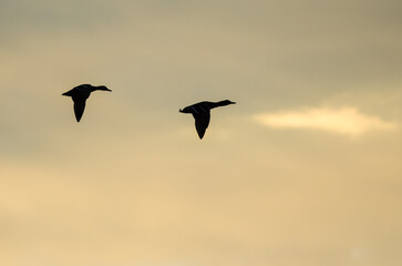 Silhouetted Ducks Flying in the Sun Set Sky