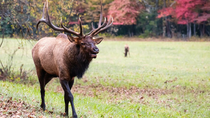 Large Bull Elk Bugling Over His Harem During the Autumn Rut