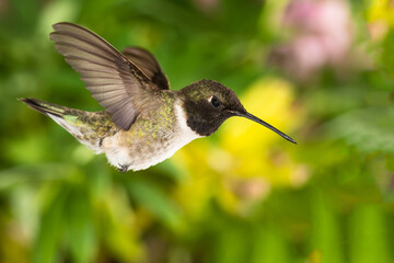 Black-Chinned Hummingbird Searching for Nectar in the Green Garden