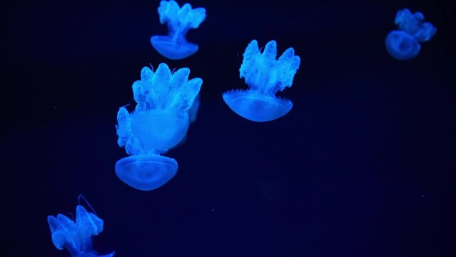 Group of pink fluorescent jellyfish swimming underwater in colorful neon light in aquarium. The Lychnorhiza lucerna marble jellyfish in dark water, ocean. Theriology, tourism, diving, undersea life.