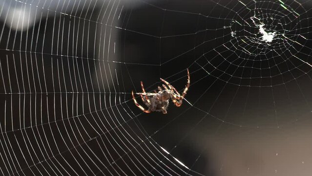 Spider Weaving a Web in Close Up showing secretion as it is spinning.