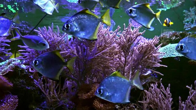 group of silver moonfish swimming in the bottom of an aquarium. Madrid, Spain, July 20, 2020. High quality FullHD footage