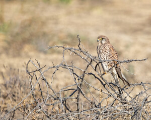 A Common Kestrel resting on a Bush Plant