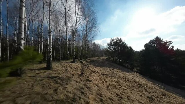 FPV Birch forest