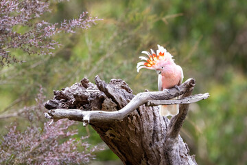 Major Mitchell cockatoo, otherwise known as the Leadbeater or pink cockatoo, perched on a dead tree. This species is threatened in the wild. Victoria, Australia