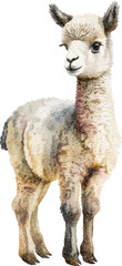 Llama illustration created with Generative AI technology