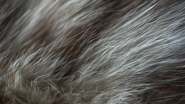 Macro Hair Wool Breathing Cat Background