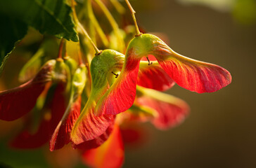 Naklejka na ściany i meble Brilliant red maple seeds in autumn