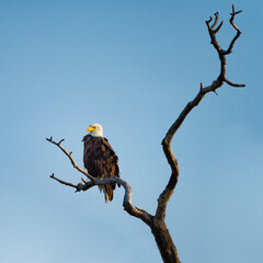 Eagle perched on top of it's favourite tree