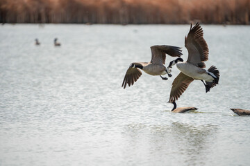 Canada geese coming for an awkward looking landing