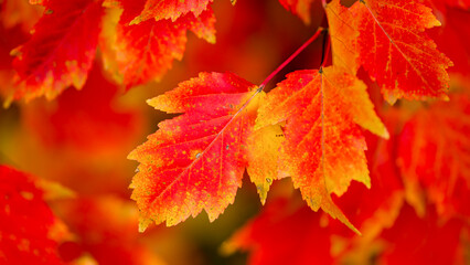 Bright orange leaves in fall