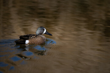 Blue-winged Teal floating on the water