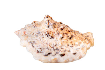 isolated shell of ocean mussel and snail