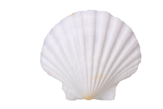 isolated shell of ocean mussel and snail
