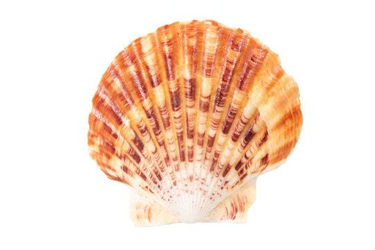 isolated shell of ocean mussel and snail