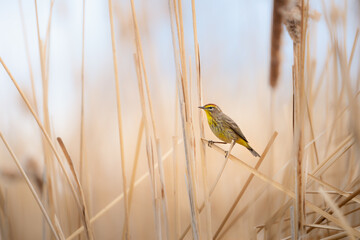 Yellow Rumped Warbler sitting on reeds