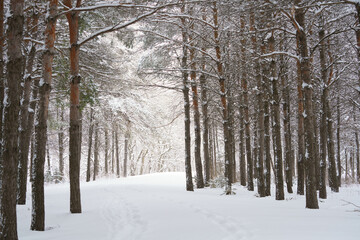 Peaceful winter path through the trees