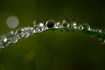 Dew droplets resting on a blade of grass
