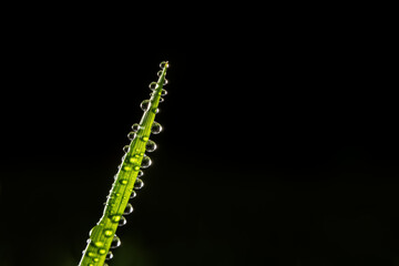 Dew drops cling to a single blade of grass