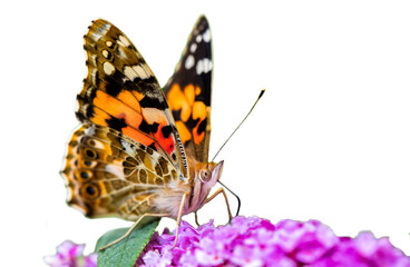 isolated butterfly sitting on flower