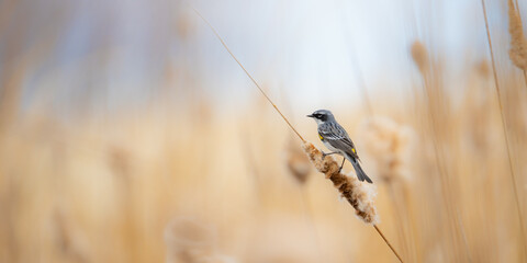 Yellow Rumped Warbler sitting on reeds