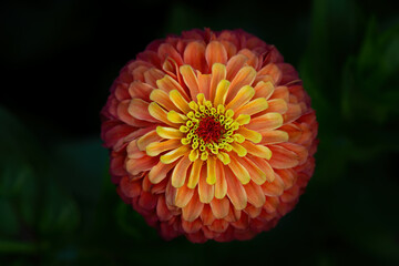 Closeup view of a zinnia flower