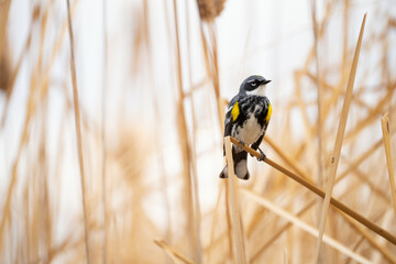 Yellow Rumped Warbler on reeds
