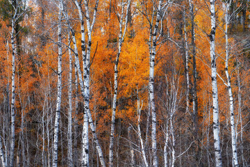 Fall birch tree leaves