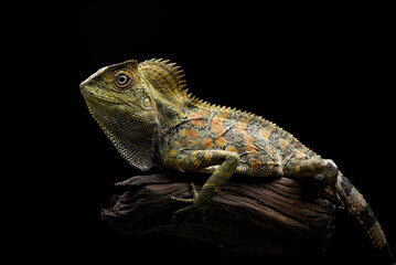 Forest dragon lizard in black background (Gonocephalus chamaeleontinus Chameleon )