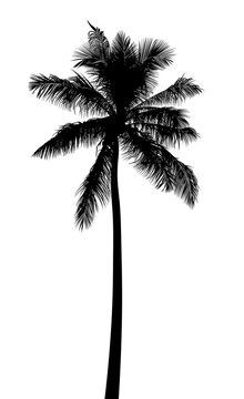 Palm tree isolated. Tropical palm tree silhouette with leaves. Drawn summer tree.