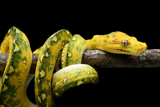 Green tree phyton coiled around a tree branch
