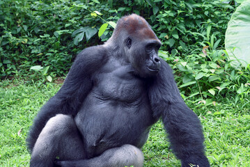 Lowland silverback gorilla in the forest © DS light photography
