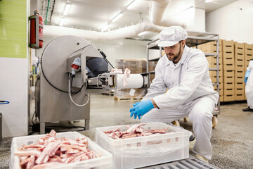 A meat industry worker is crouching next to a conveyor belt and doing final quality control.