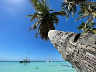 cocotier et ciel bleu