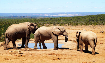 Elephants, Addo Elephant National Park, Port Elizabeth, South Africa