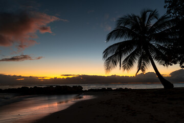 Picturesque sunset on a tropical beach in Barbados with silhouette of palm tree and moon in the sky.