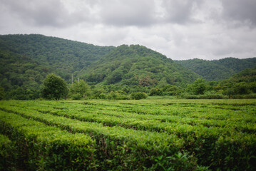 Fototapeta na wymiar Tea plantations in the mountains. Succulent green shrubs