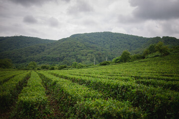 Fototapeta na wymiar Tea plantations in the mountains. Succulent green shrubs