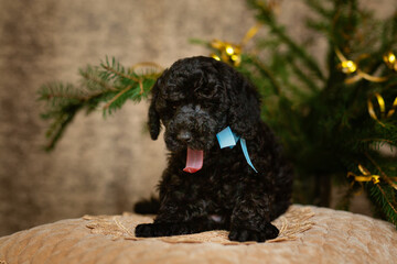 Cute poodle puppy sleeping on a pillow under a christmas tree