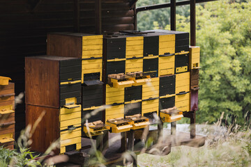 Apiary during the springtime, the activity of bees in front of the beehive entrance, flying and...
