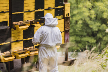 Beekeeper in a protective suit with a hat and veil, surrounded by a honey bee swarm, checking the...