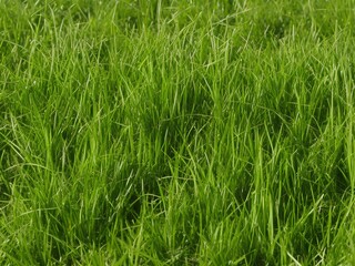 Obraz premium grass seeds plants weed florare production nature