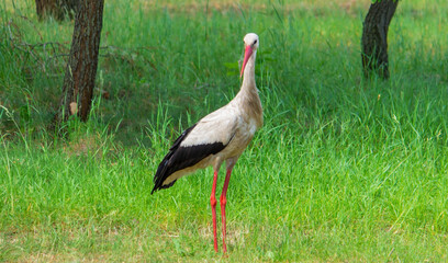 stork nature good weather spring.