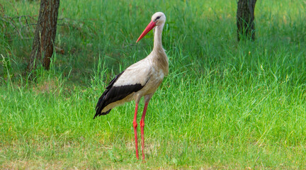 stork nature good weather spring.